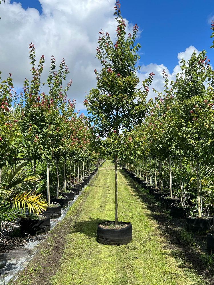 acer-rubrum-florida-flame-red-maple
