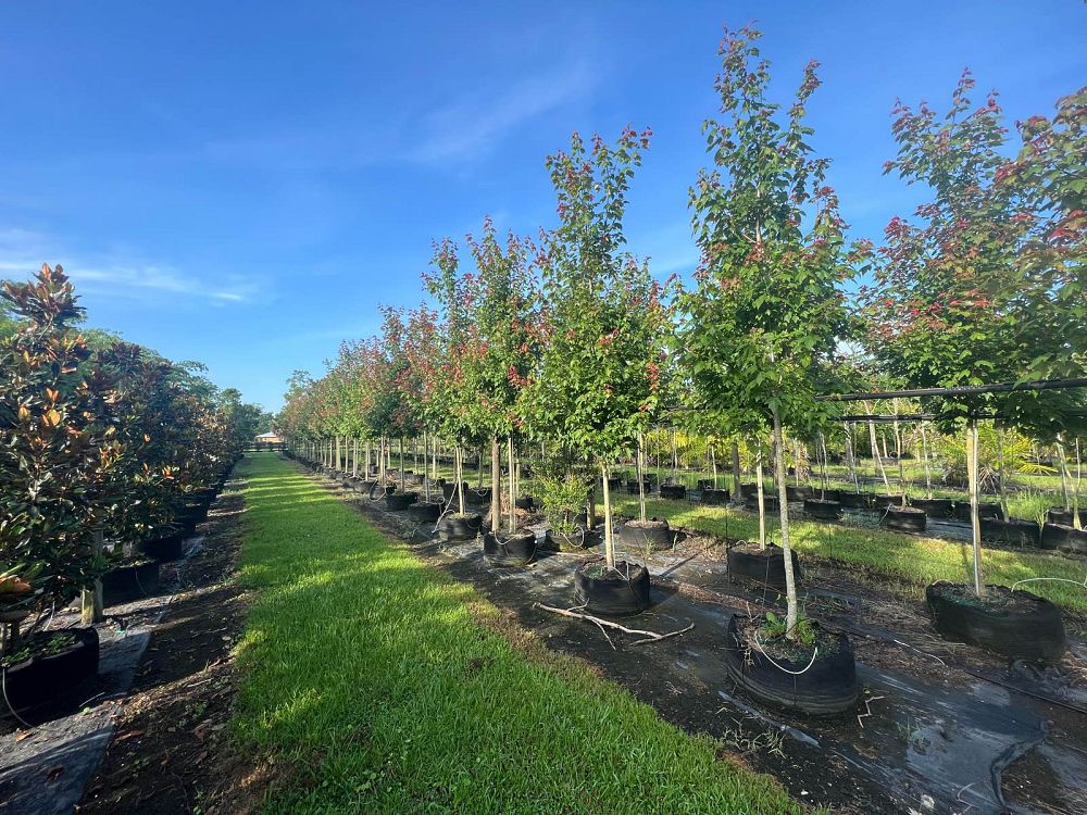 acer-rubrum-florida-flame-red-maple