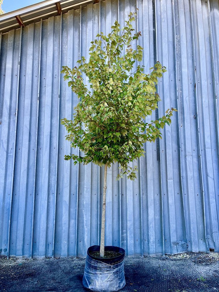 acer-rubrum-florida-flame-red-maple