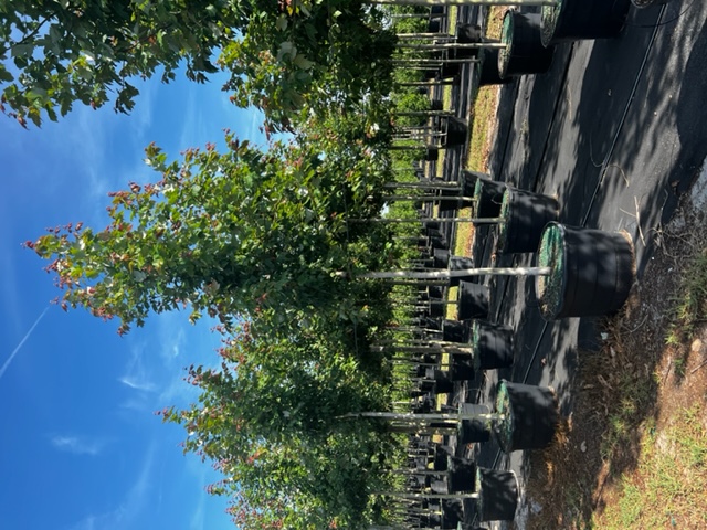 acer-rubrum-florida-flame-red-maple