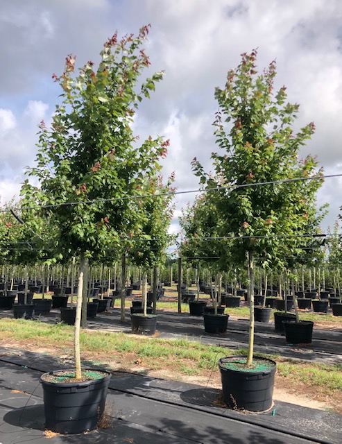 acer-rubrum-florida-flame-red-maple