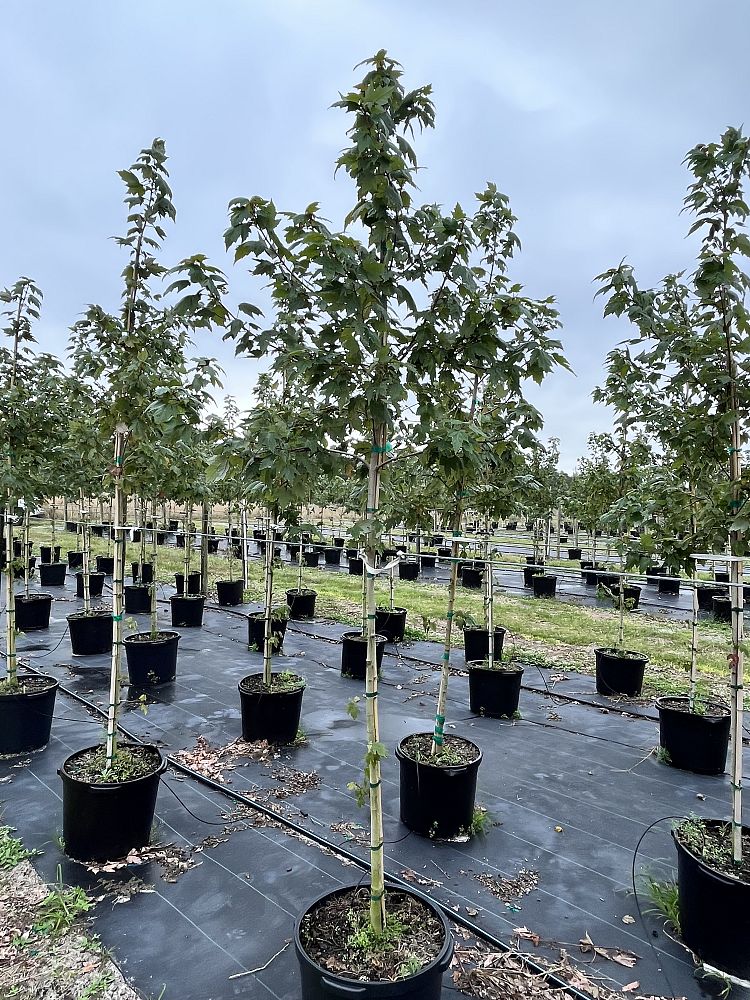 acer-rubrum-florida-flame-red-maple