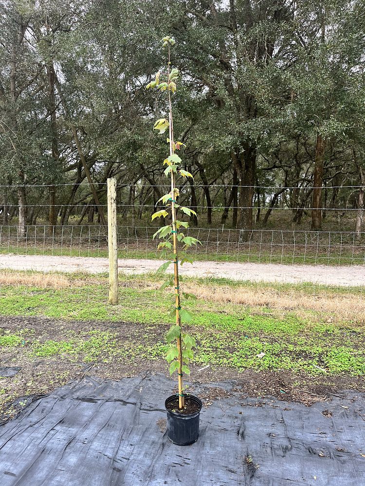acer-rubrum-florida-flame-red-maple