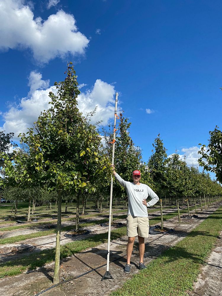 acer-rubrum-florida-flame-red-maple