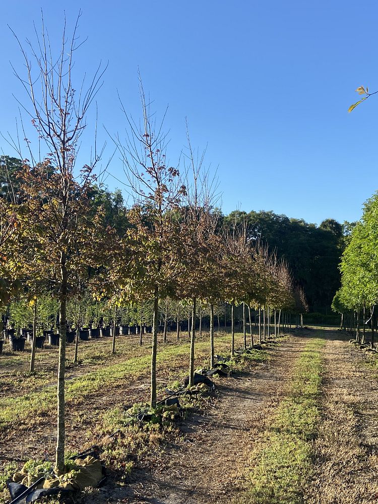 acer-rubrum-florida-flame-red-maple