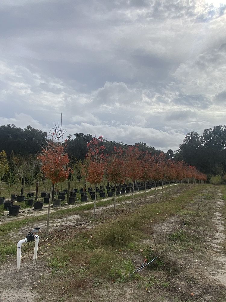 acer-rubrum-florida-flame-red-maple