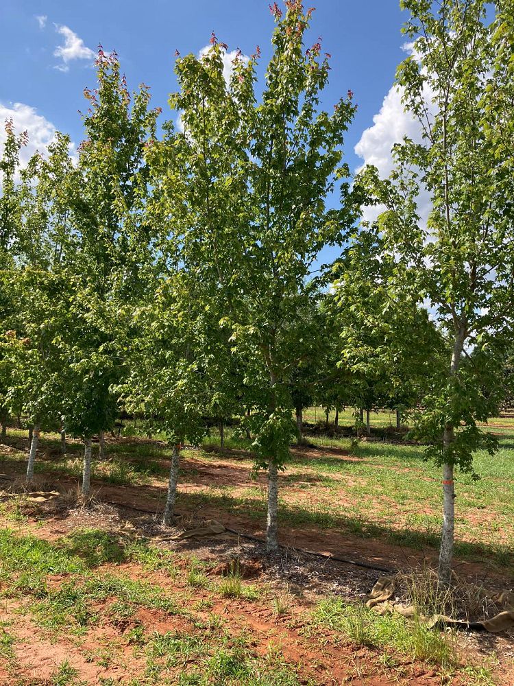 acer-rubrum-florida-flame-red-maple