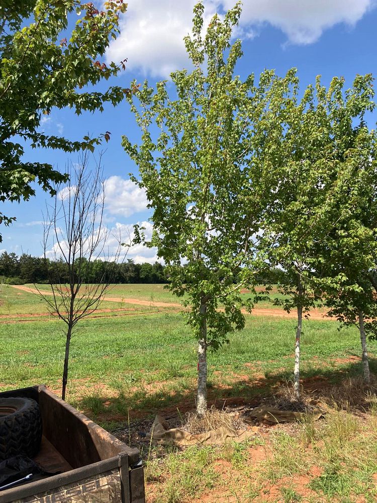 acer-rubrum-florida-flame-red-maple