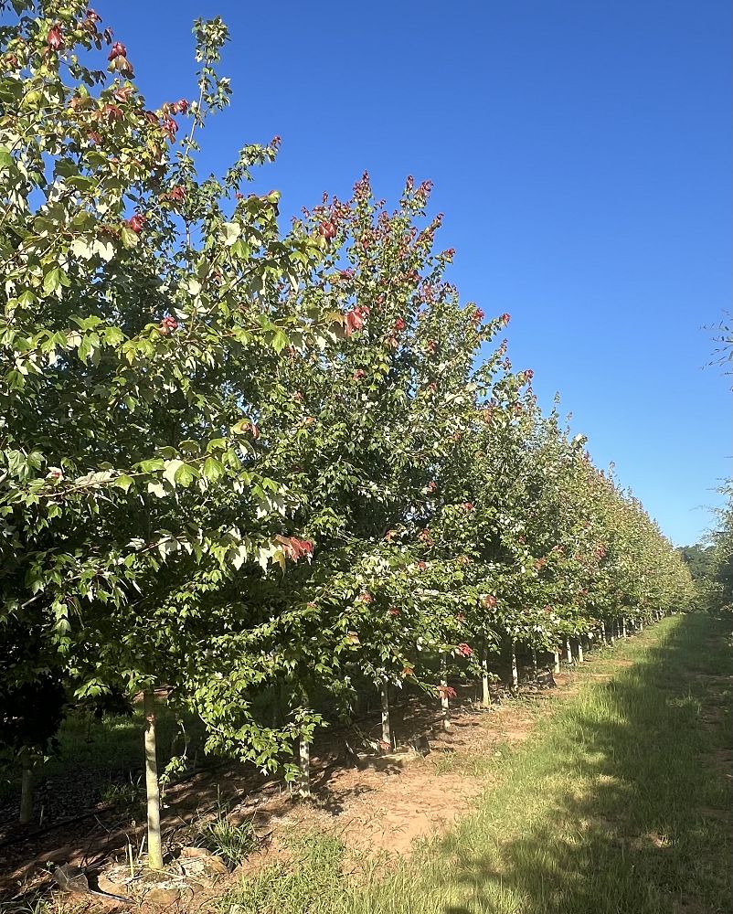 acer-rubrum-florida-flame-red-maple
