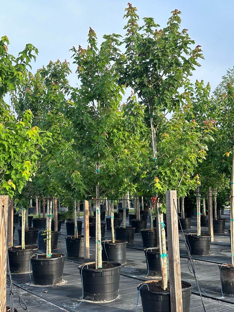 acer-rubrum-florida-flame-red-maple