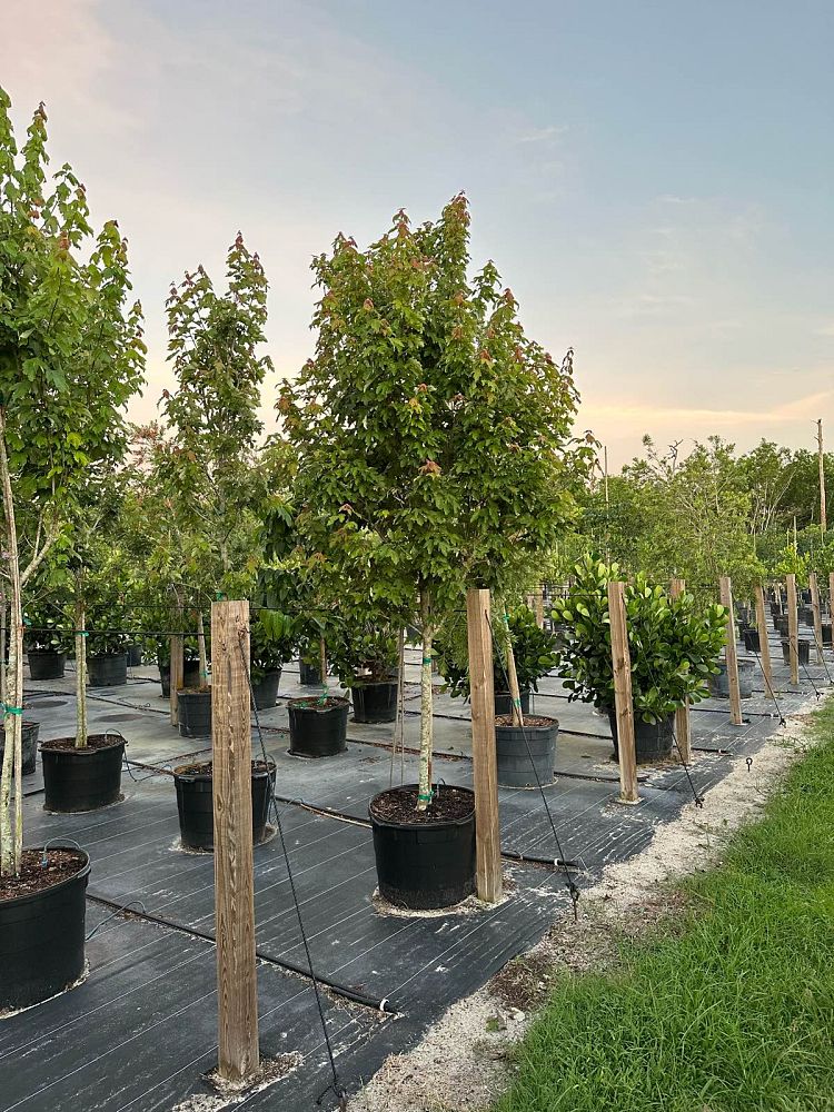 acer-rubrum-florida-flame-red-maple