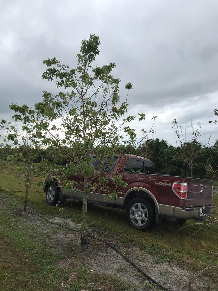acer-rubrum-florida-flame-red-maple