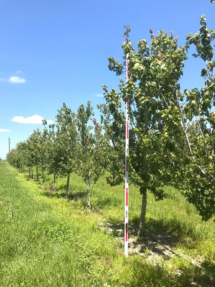 acer-rubrum-florida-flame-red-maple