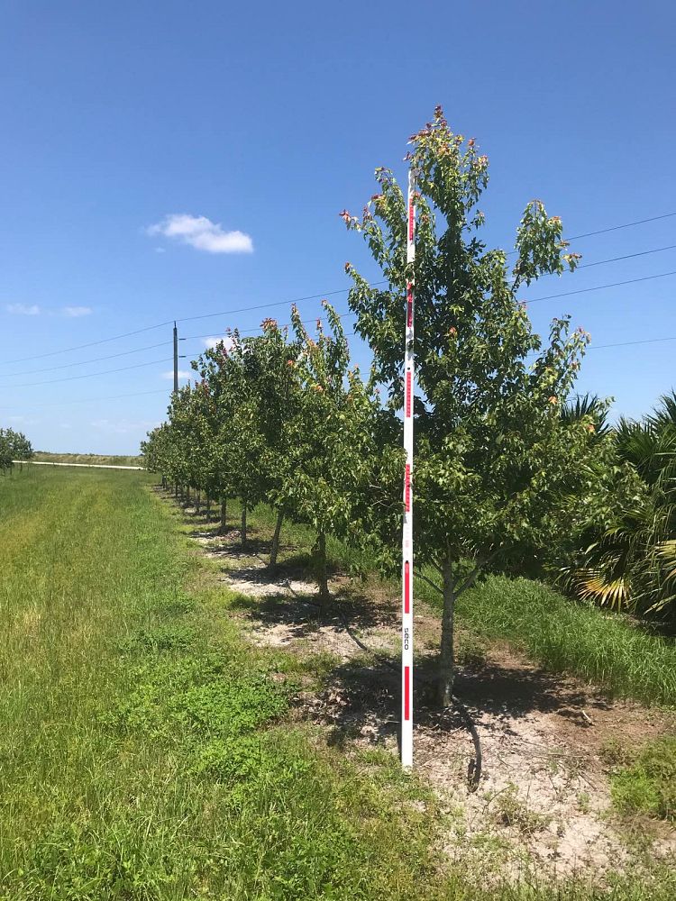 acer-rubrum-florida-flame-red-maple