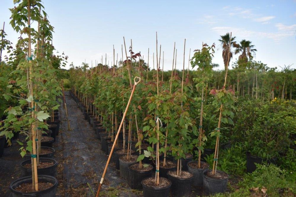 acer-rubrum-florida-flame-red-maple
