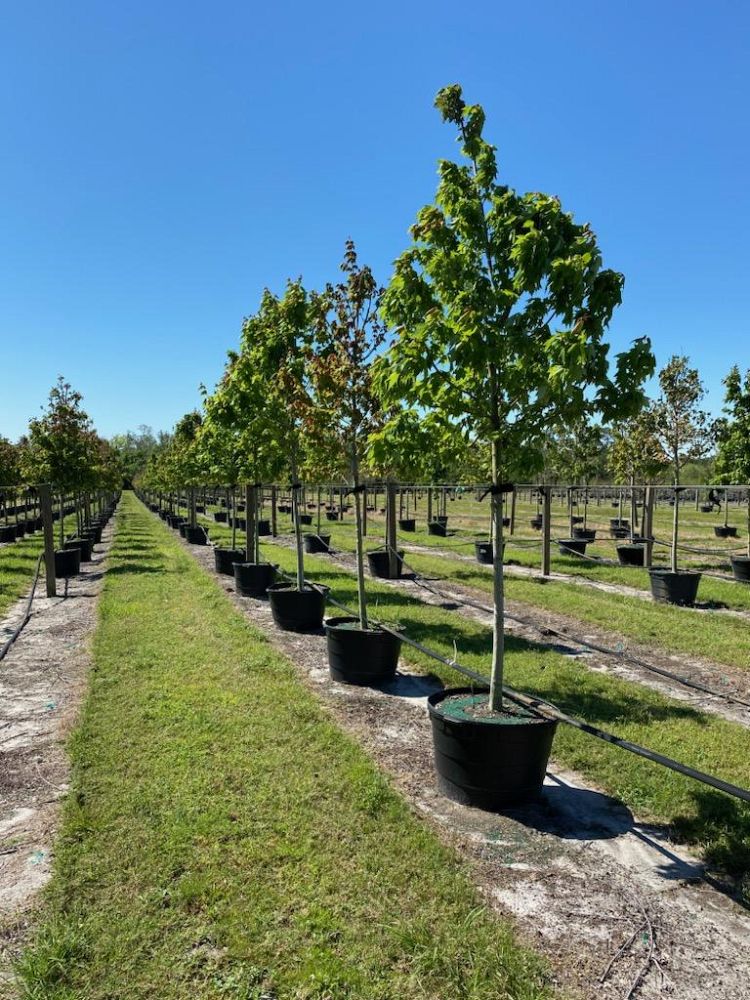acer-rubrum-florida-flame-red-maple