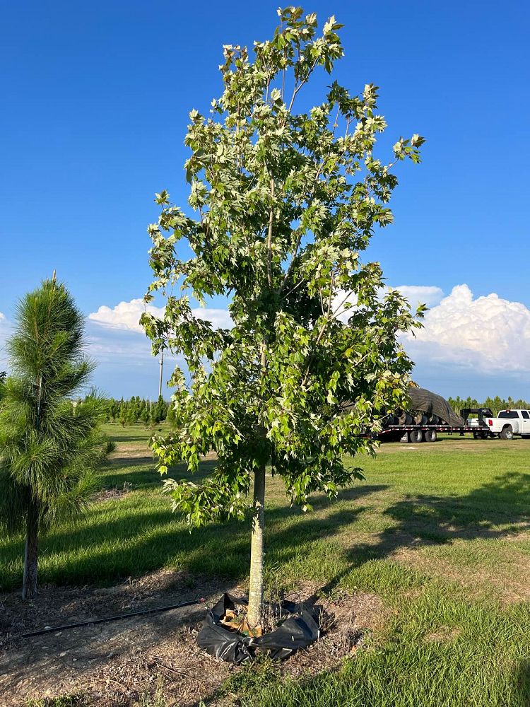 acer-rubrum-florida-flame-red-maple