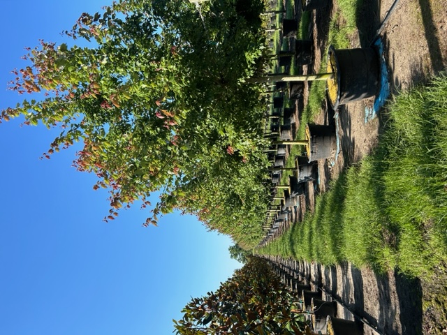 acer-rubrum-florida-flame-red-maple
