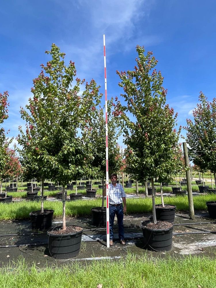 acer-rubrum-florida-flame-red-maple