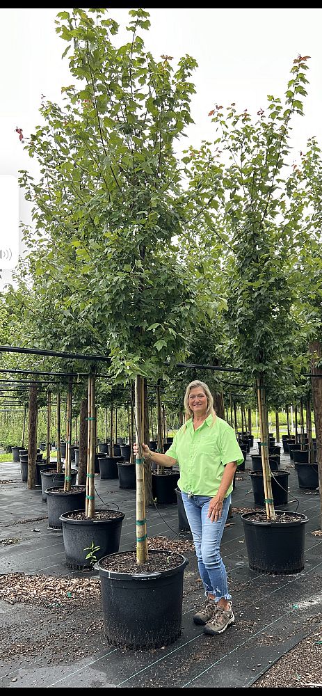 acer-rubrum-florida-flame-red-maple