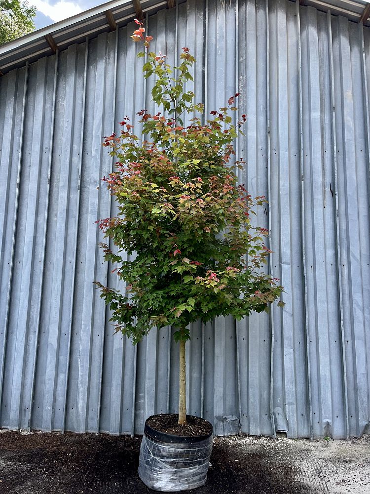 acer-rubrum-florida-flame-red-maple
