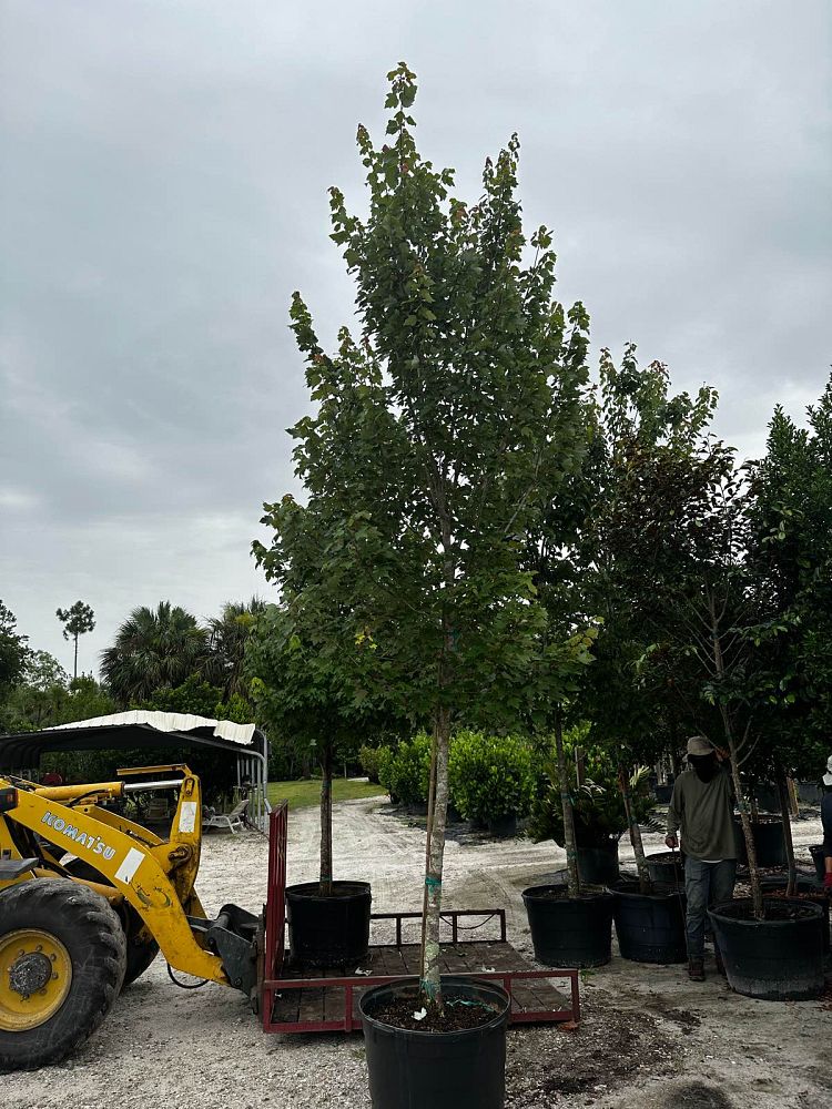 acer-rubrum-florida-flame-red-maple