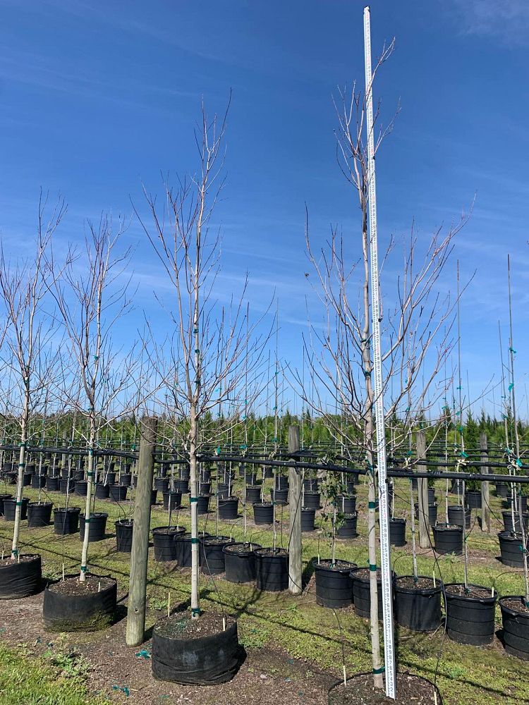 acer-rubrum-florida-flame-red-maple