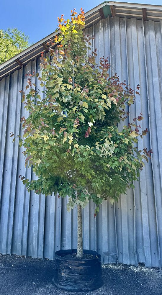 acer-rubrum-florida-flame-red-maple