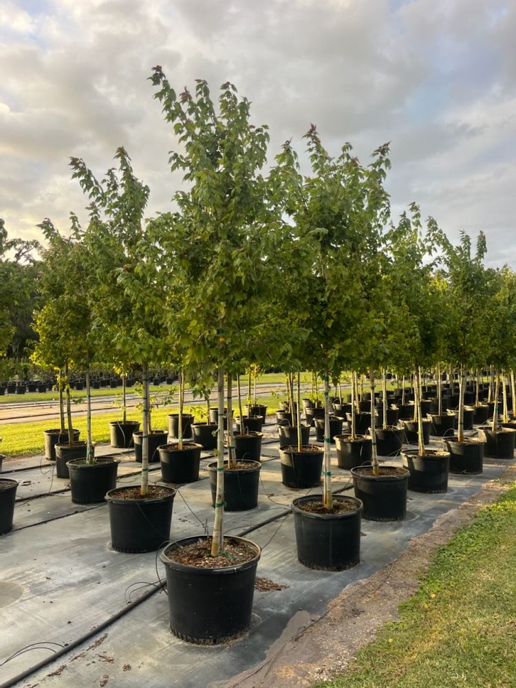 acer-rubrum-florida-flame-red-maple