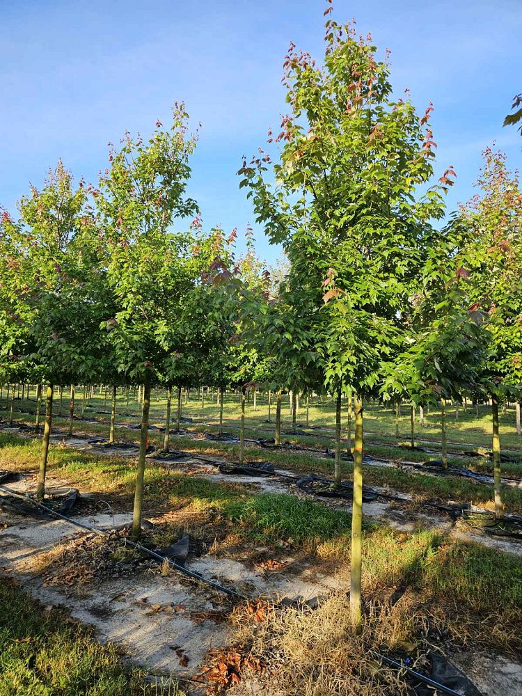acer-rubrum-florida-flame-red-maple