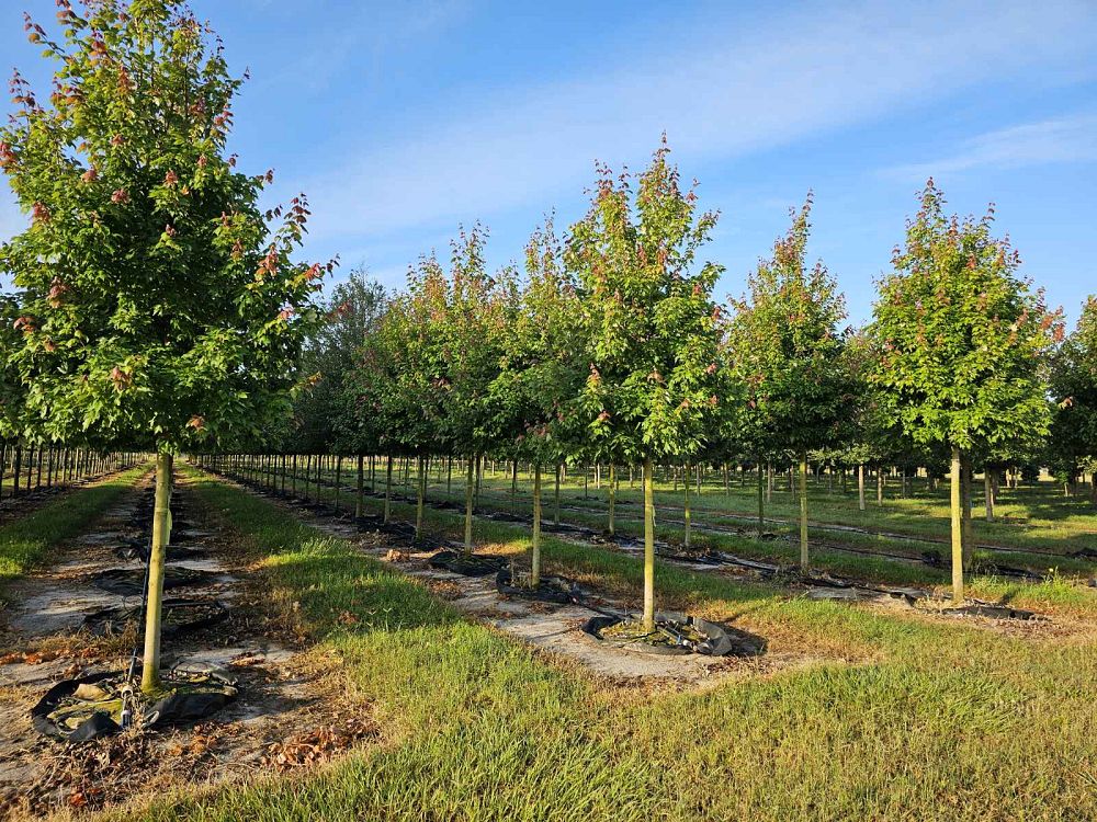 acer-rubrum-florida-flame-red-maple