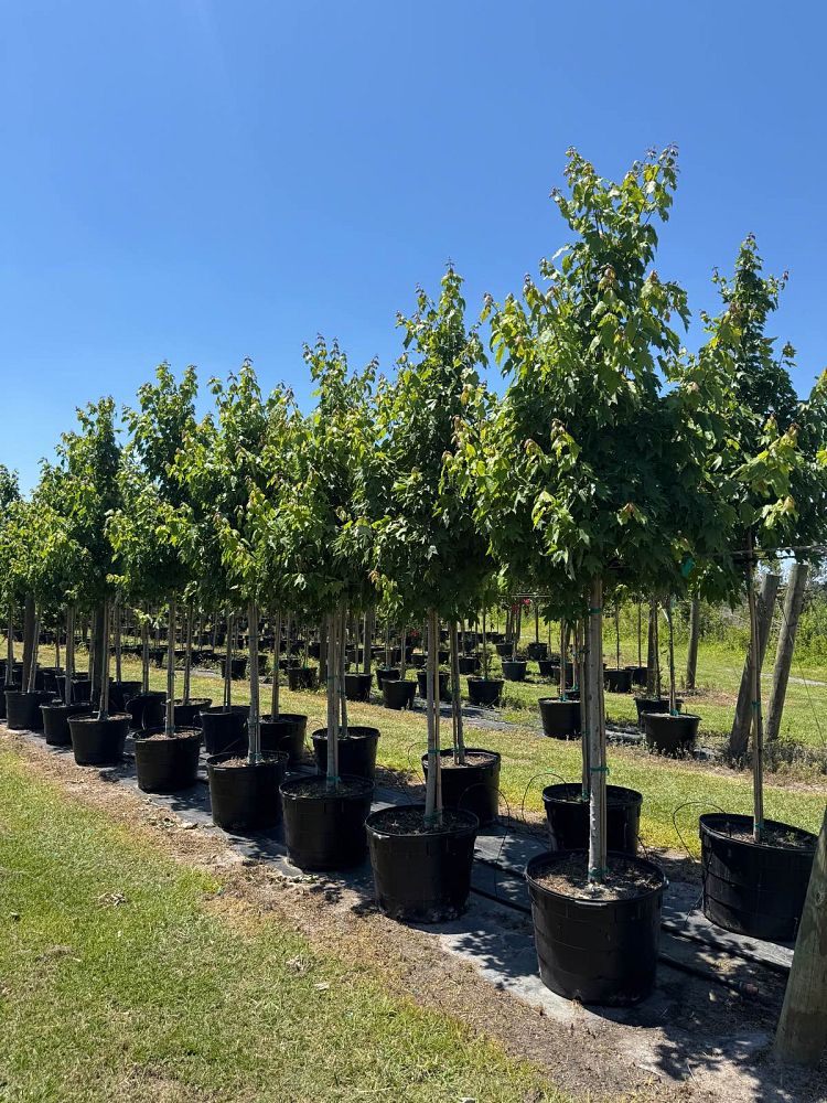 acer-rubrum-florida-flame-red-maple