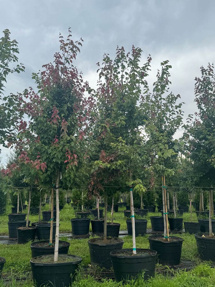 acer-rubrum-florida-flame-red-maple