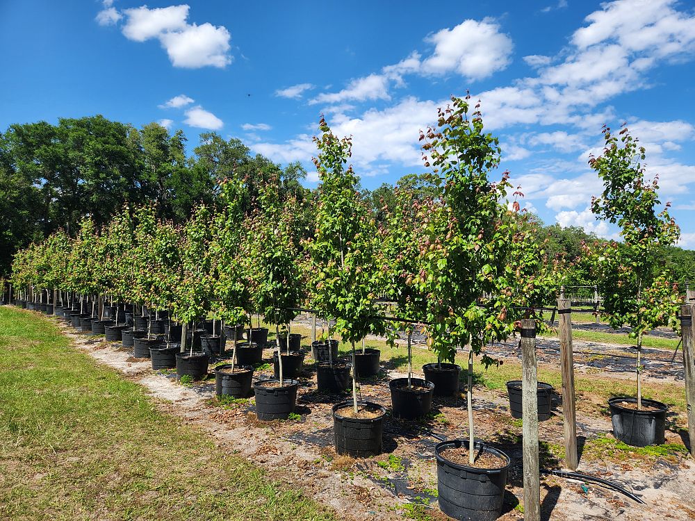 acer-rubrum-florida-flame-red-maple