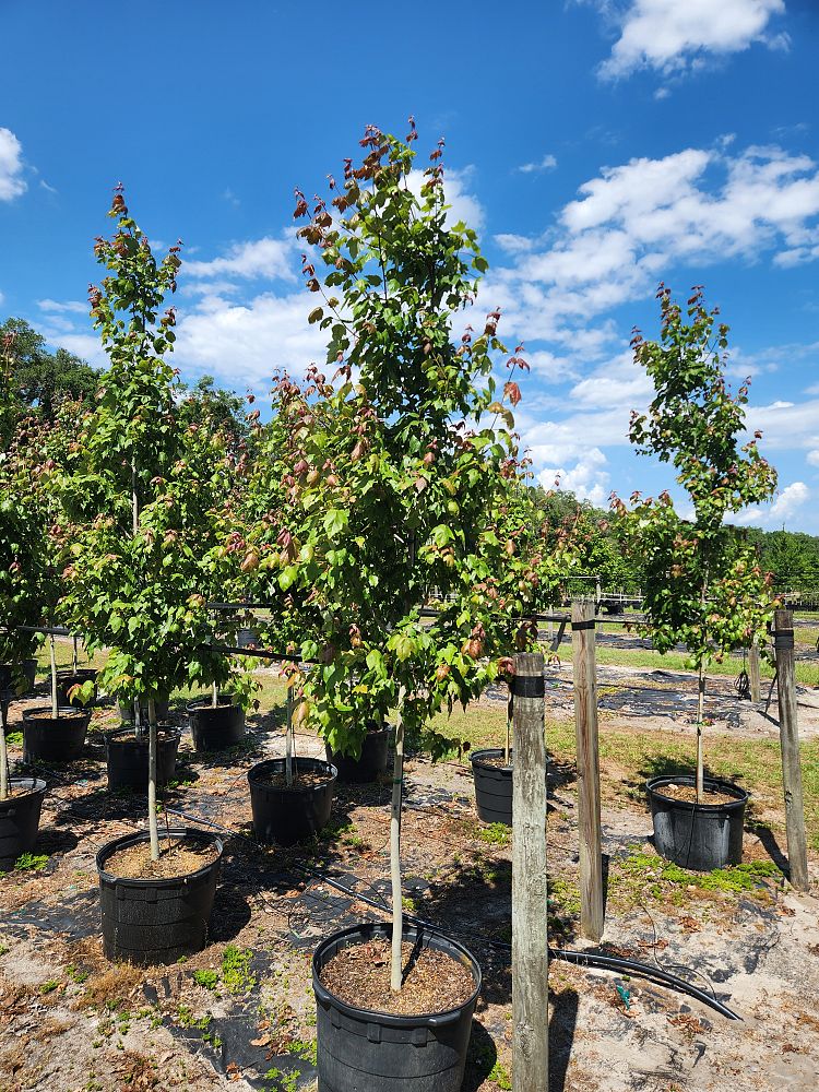 acer-rubrum-florida-flame-red-maple