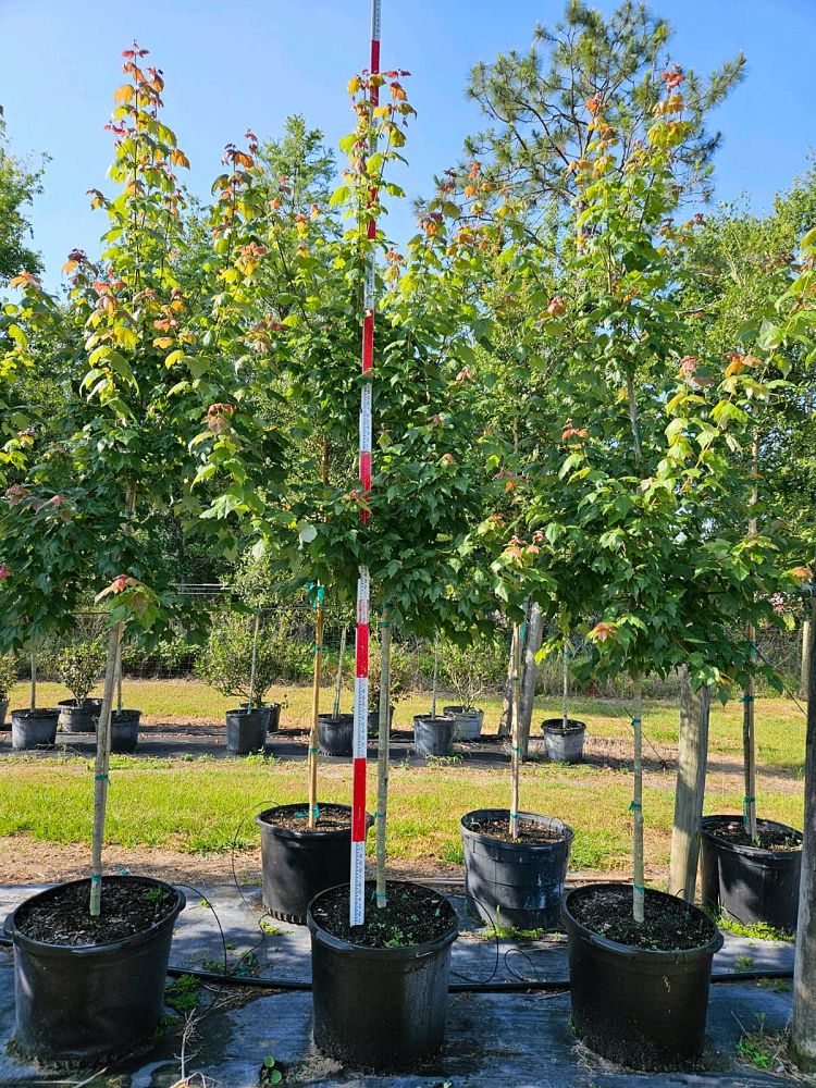 acer-rubrum-florida-flame-red-maple