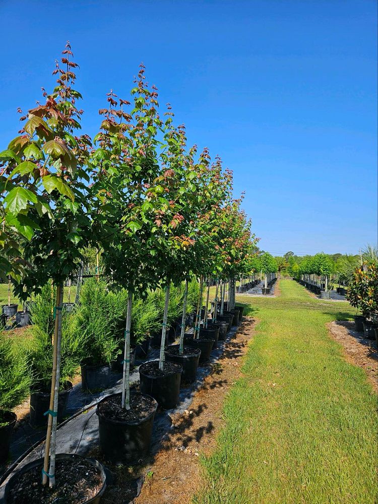 acer-rubrum-florida-flame-red-maple