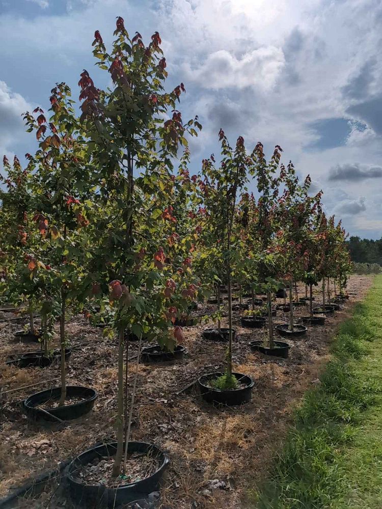 acer-rubrum-florida-flame-red-maple
