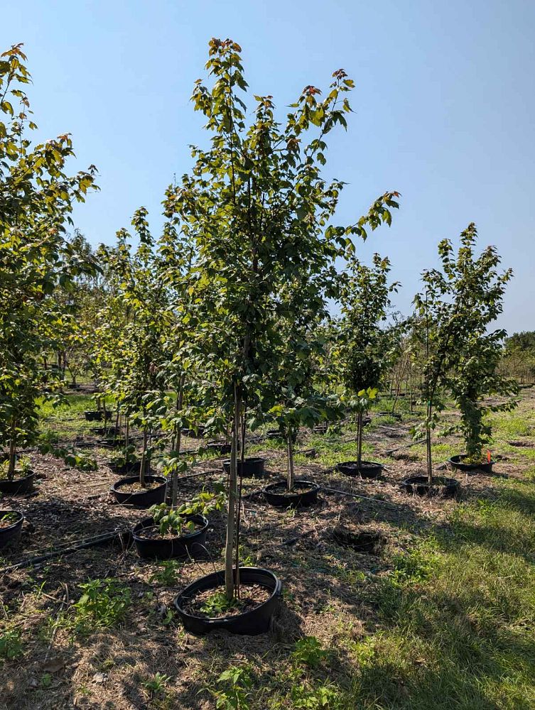 acer-rubrum-florida-flame-red-maple
