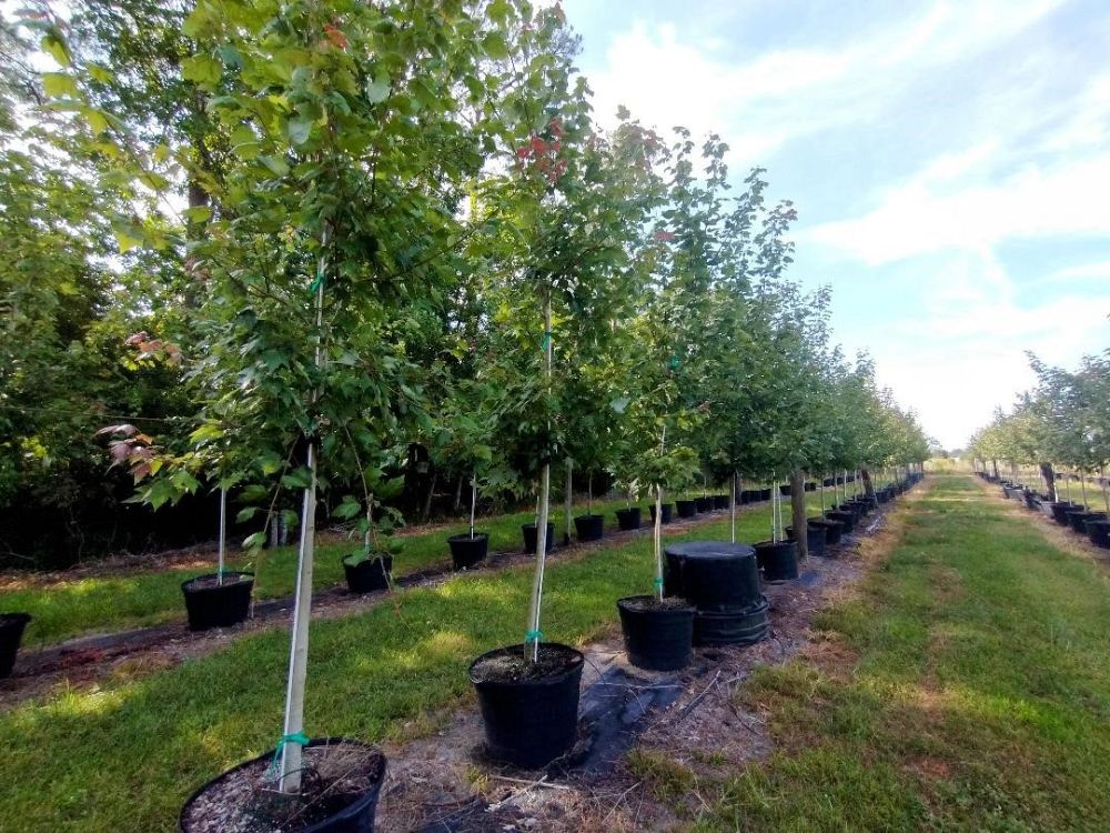 acer-rubrum-florida-flame-red-maple