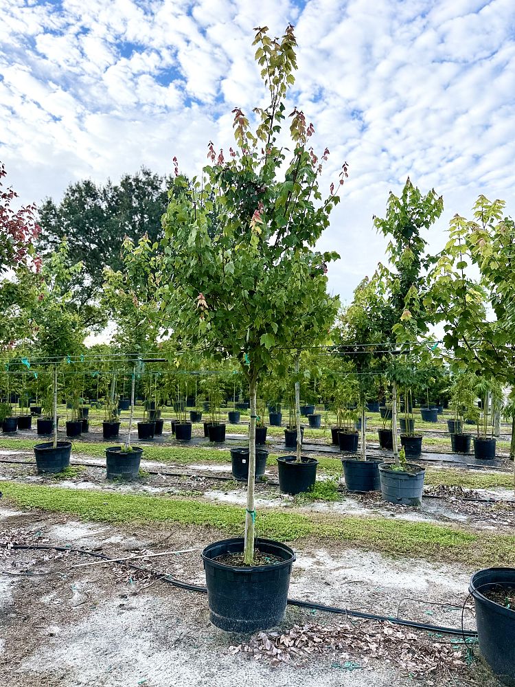 acer-rubrum-florida-flame-red-maple