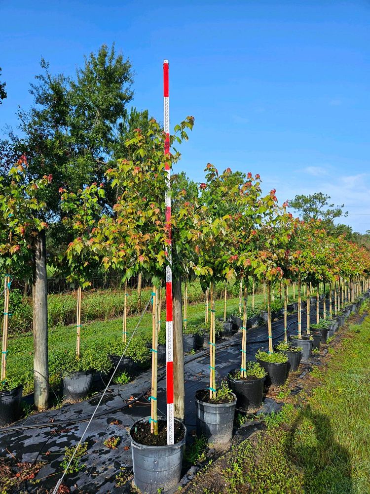 acer-rubrum-florida-flame-red-maple