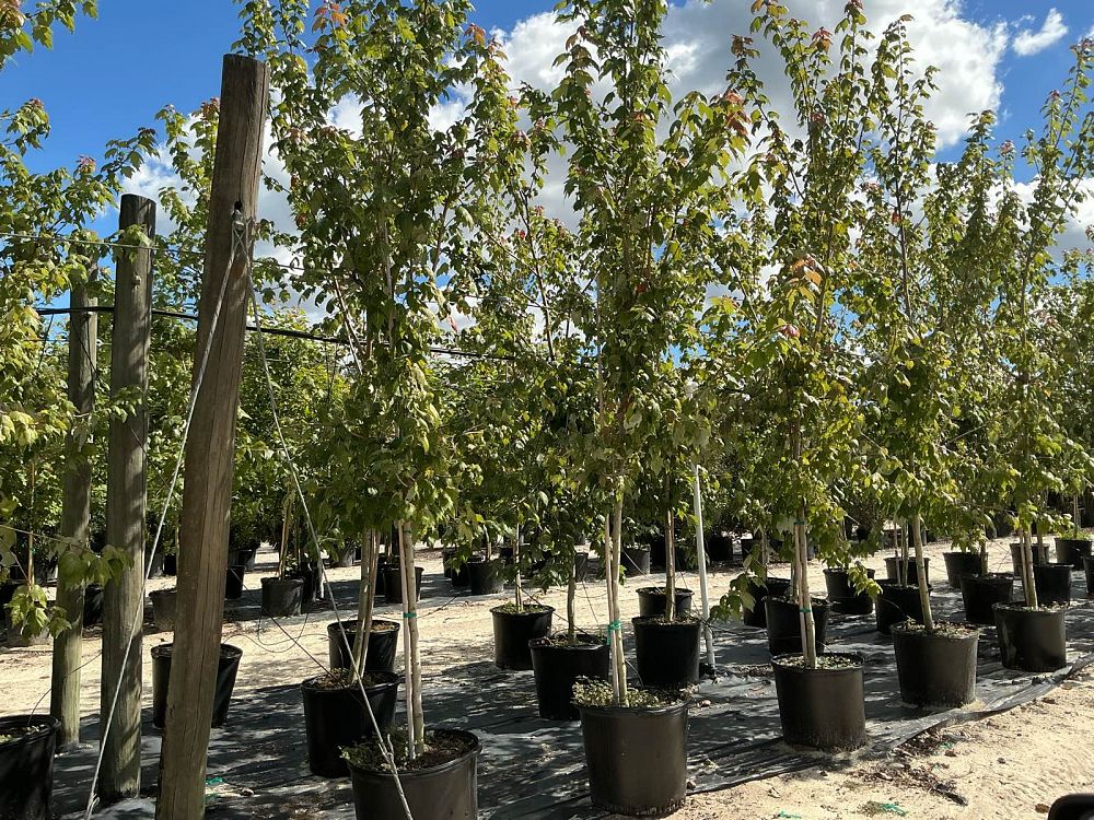 acer-rubrum-florida-flame-red-maple