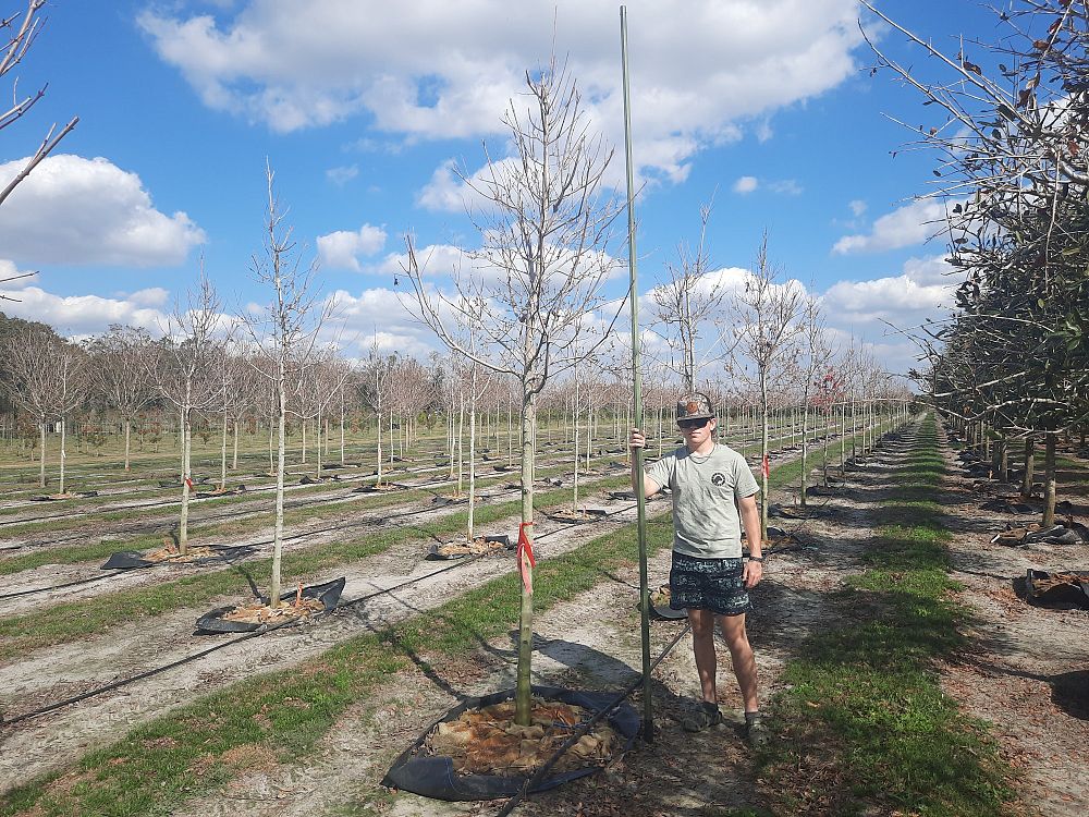 acer-rubrum-florida-flame-red-maple
