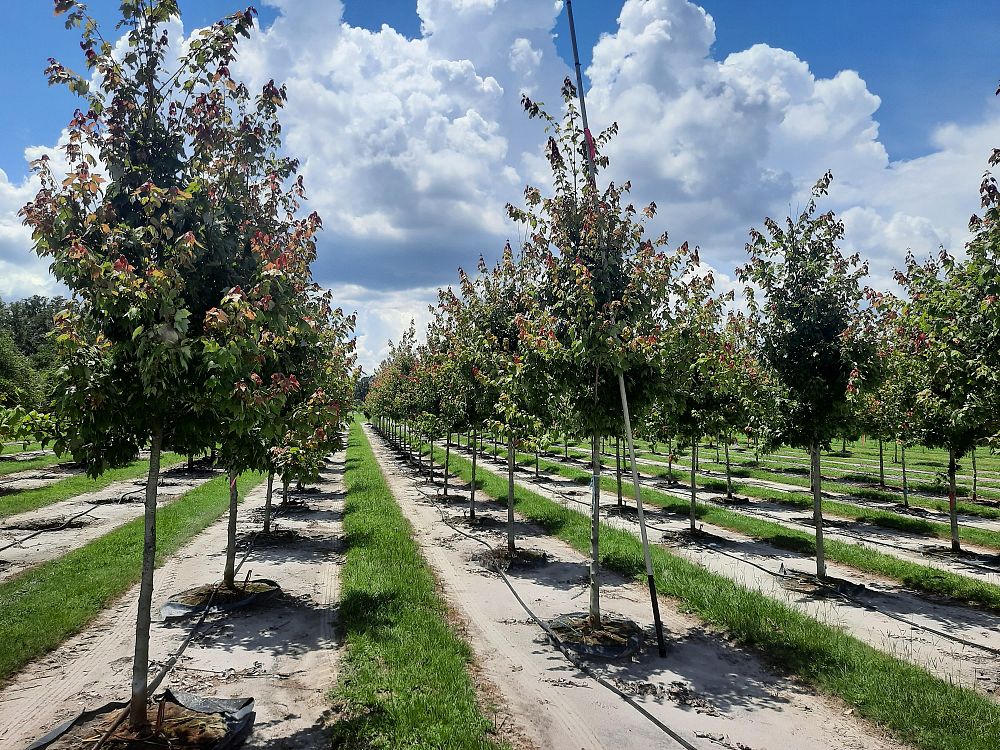 acer-rubrum-florida-flame-red-maple