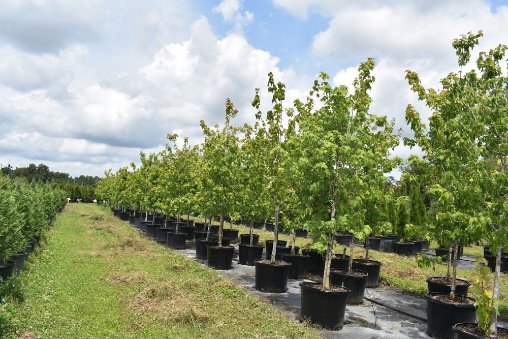acer-rubrum-florida-flame-red-maple