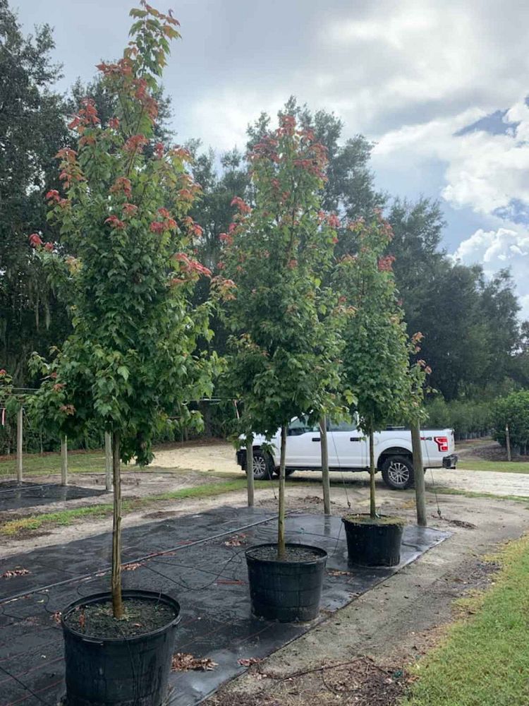 acer-rubrum-florida-flame-red-maple