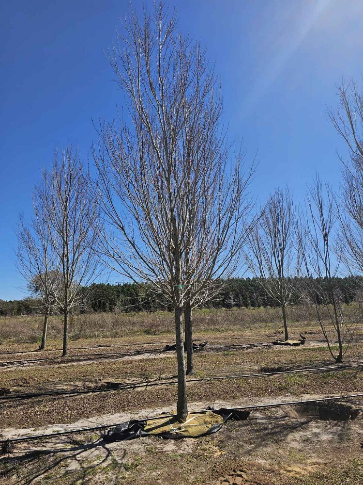 acer-rubrum-florida-flame-red-maple