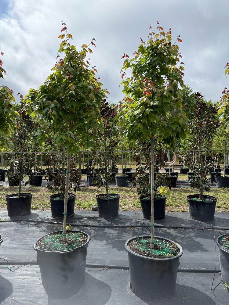 acer-rubrum-florida-flame-red-maple