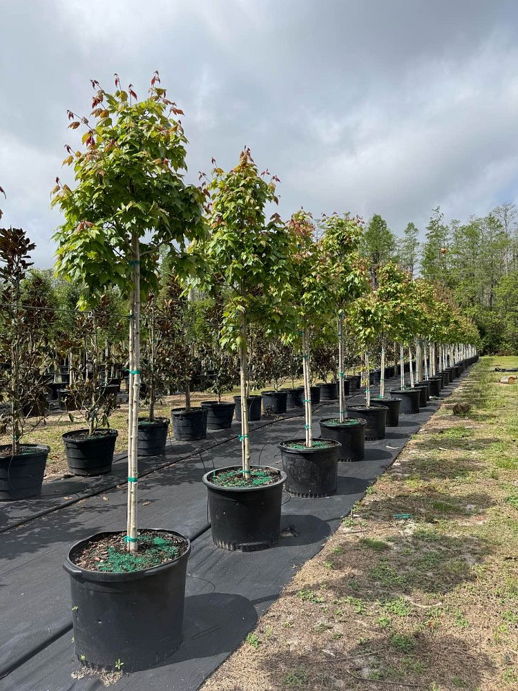 acer-rubrum-florida-flame-red-maple